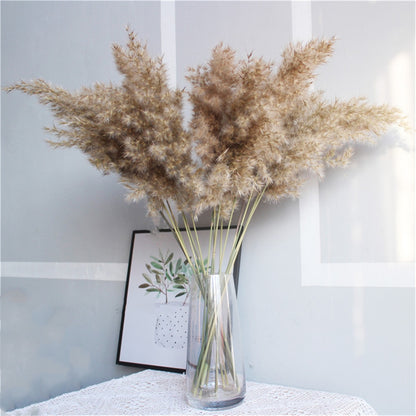 Dried Pampas Grass Rustic Décor (20 Stems, 55-60cm) by HitMyNeed