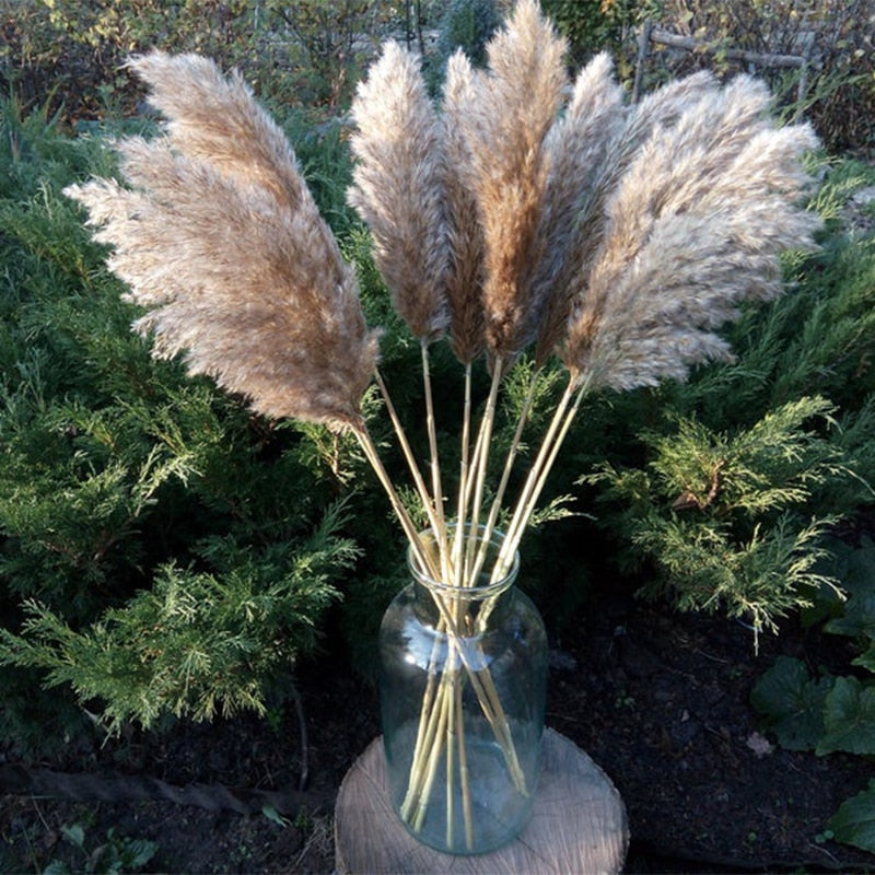 Dried Pampas Grass Rustic Décor (20 Stems, 55-60cm) by HitMyNeed