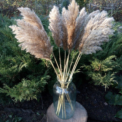 Dried Pampas Grass Rustic Décor (20 Stems, 55-60cm) by HitMyNeed