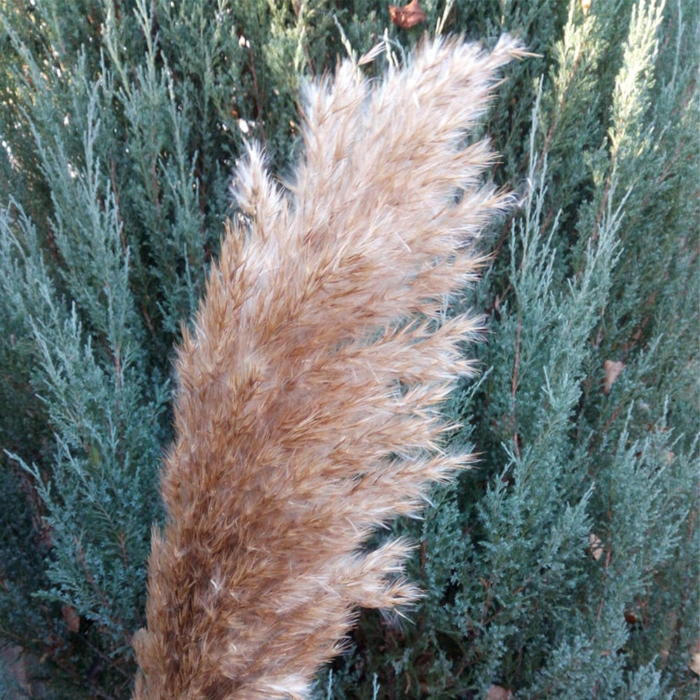 Dried Pampas Grass Rustic Décor (20 Stems, 55-60cm) by HitMyNeed