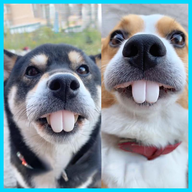 Fake Dog Teeth Costume Accessory for Dogs by HitMyNeed