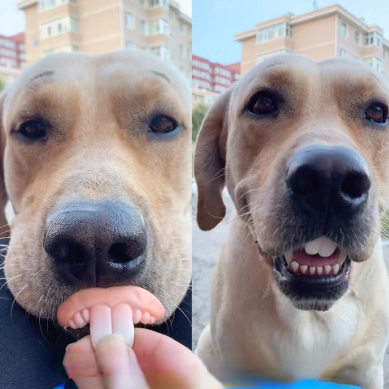 Fake Dog Teeth Costume Accessory for Dogs by HitMyNeed