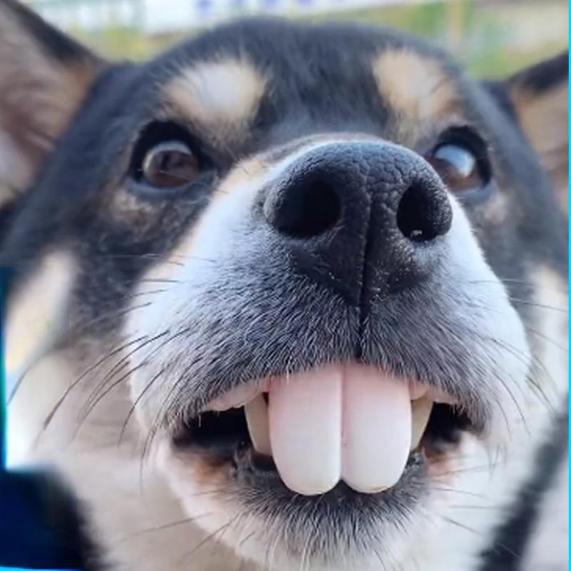 Fake Dog Teeth Costume Accessory for Dogs by HitMyNeed