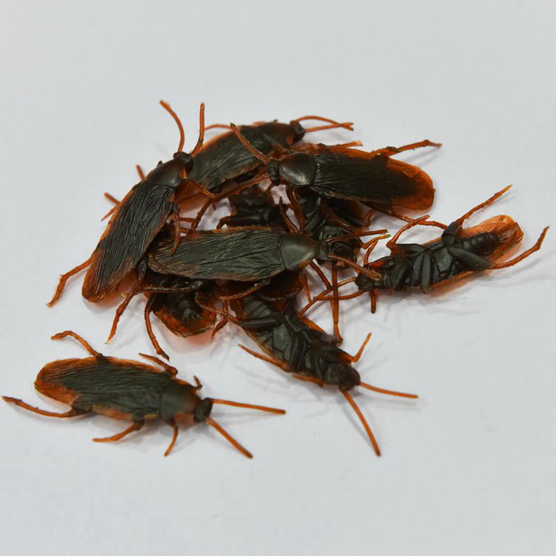 Fake Plastic Cockroach Toys Set (100 Pieces) by HitMyNeed