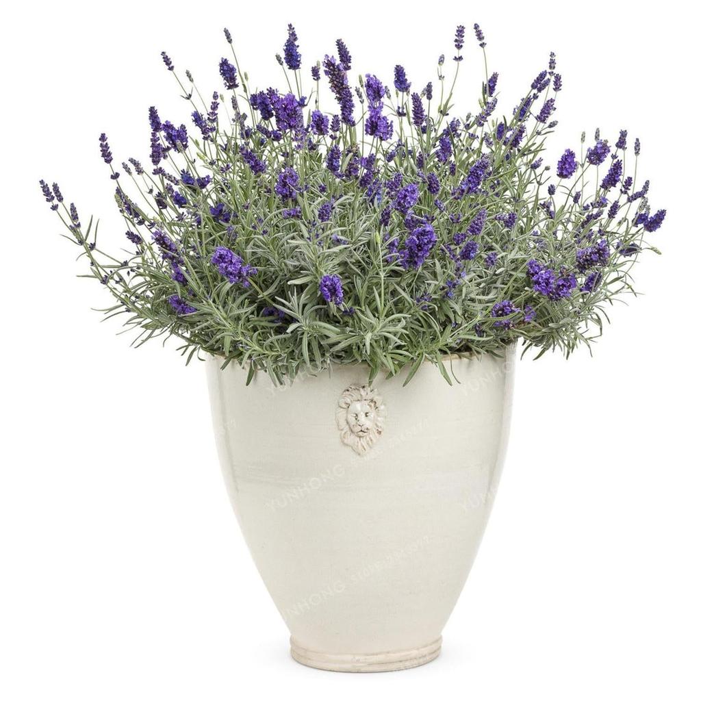 French Lavender Seeds - 100 Fragrant Seeds by HitMyNeed