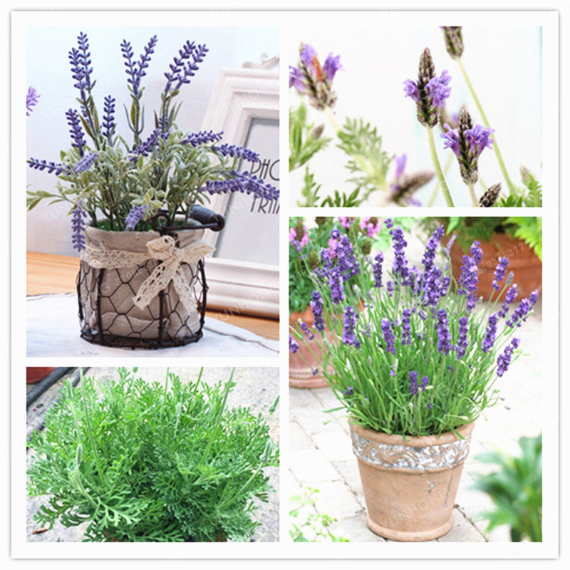 French Lavender Seeds - 100 Fragrant Seeds by HitMyNeed