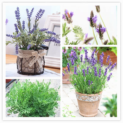 French Lavender Seeds - 100 Fragrant Seeds by HitMyNeed