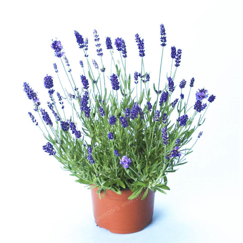 French Lavender Seeds - 100 Fragrant Seeds by HitMyNeed