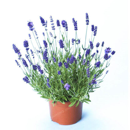 French Lavender Seeds - 100 Fragrant Seeds by HitMyNeed