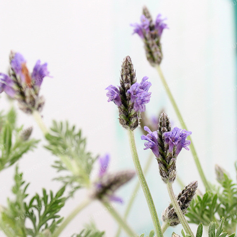 French Lavender Seeds - 100 Fragrant Seeds by HitMyNeed