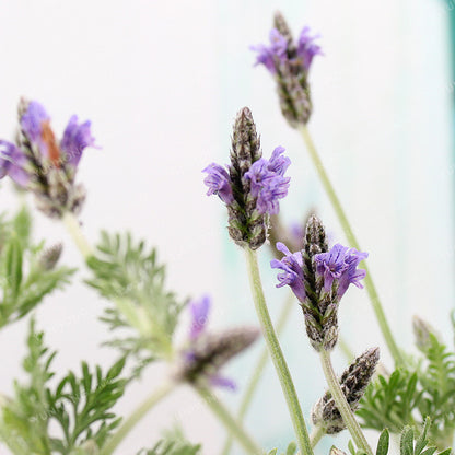 French Lavender Seeds - 100 Fragrant Seeds by HitMyNeed