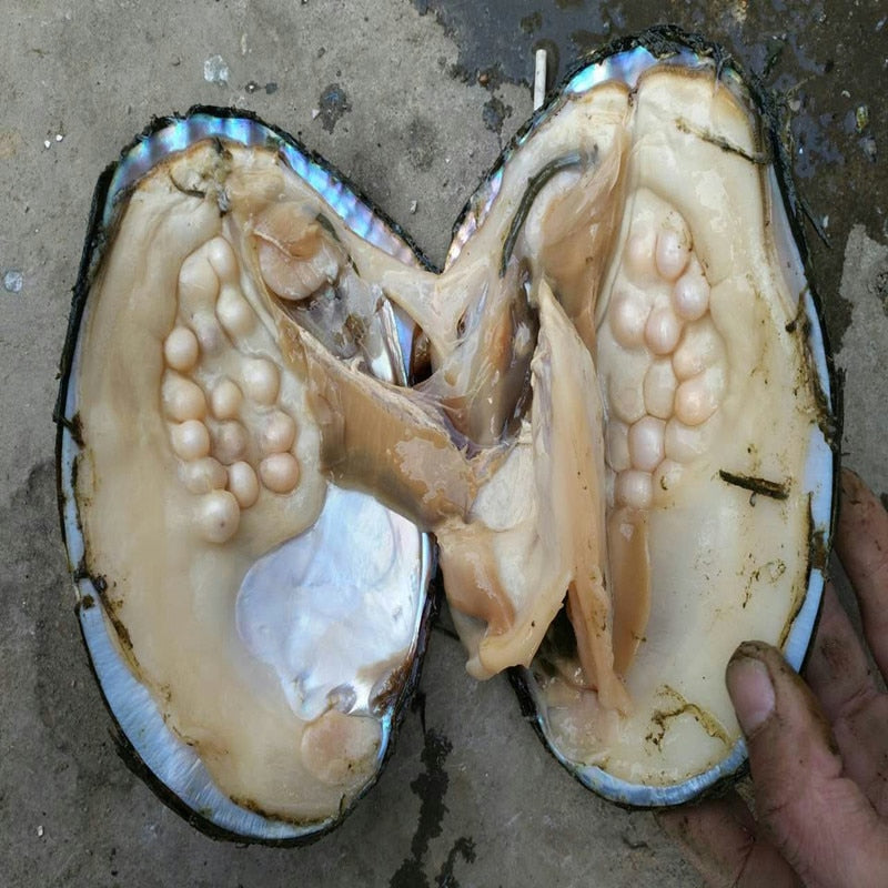 Freshwater Oyster Pearl Kit for DIY Jewelry by HitMyNeed
