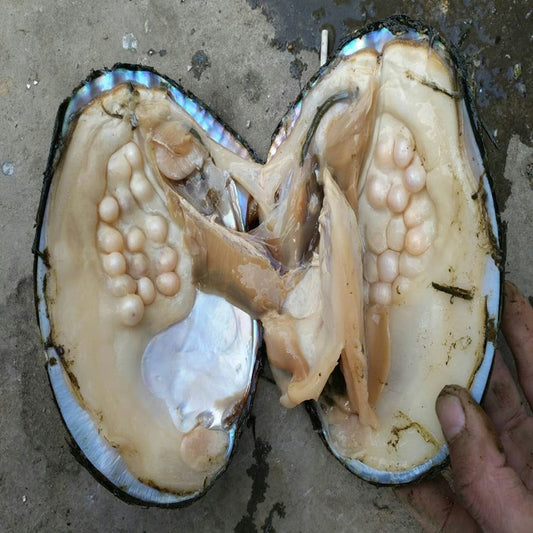 Freshwater Oyster Pearl Kit for DIY Jewelry by HitMyNeed