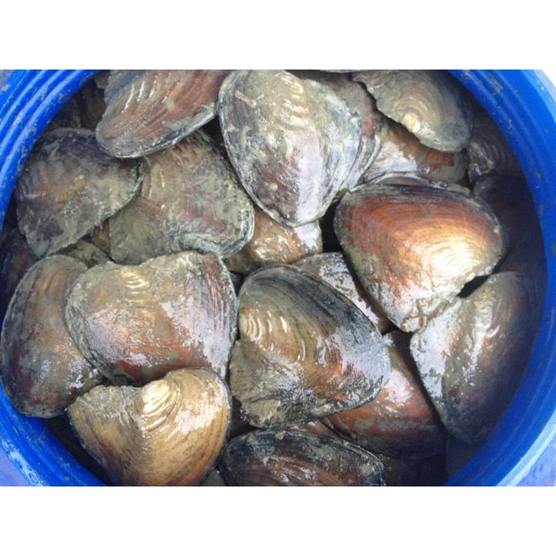 Freshwater Oyster Pearl Kit for DIY Jewelry by HitMyNeed