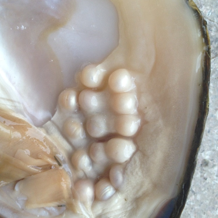 Freshwater Oyster Pearl Kit for DIY Jewelry by HitMyNeed