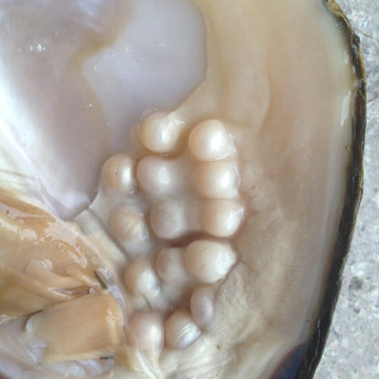 Freshwater Oyster Pearl Kit for DIY Jewelry by HitMyNeed