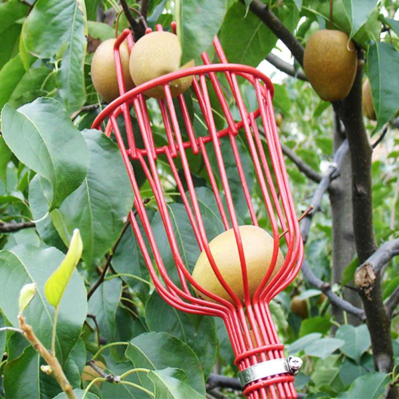 Fruit Picker Tool with Basket for Garden Harvesting by HitMyNeed