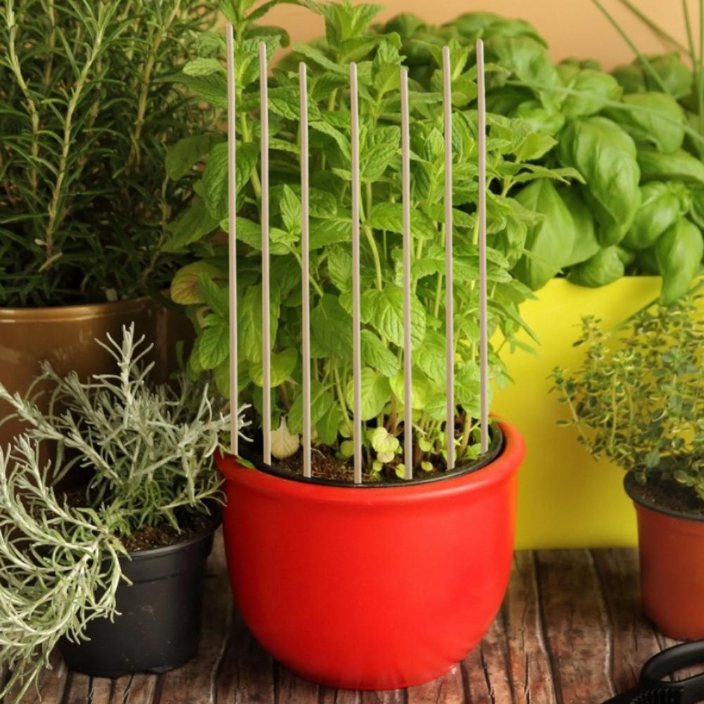 Gardening Bamboo Plant Stakes 20cm (50 Pack) by HitMyNeed
