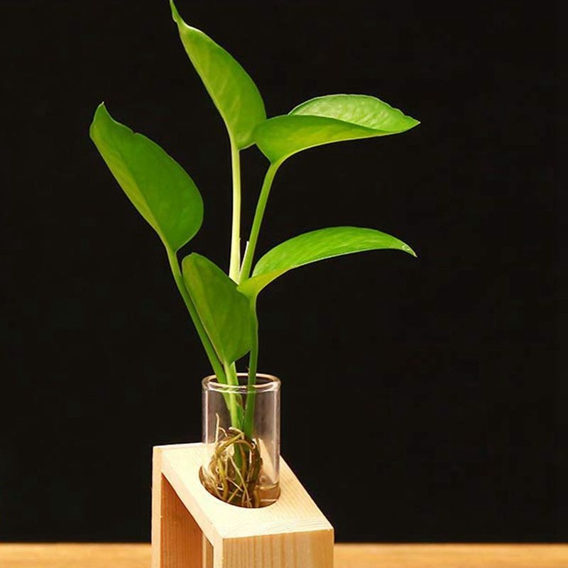 Glass Test Tube Vase with Wooden Stand by HitMyNeed