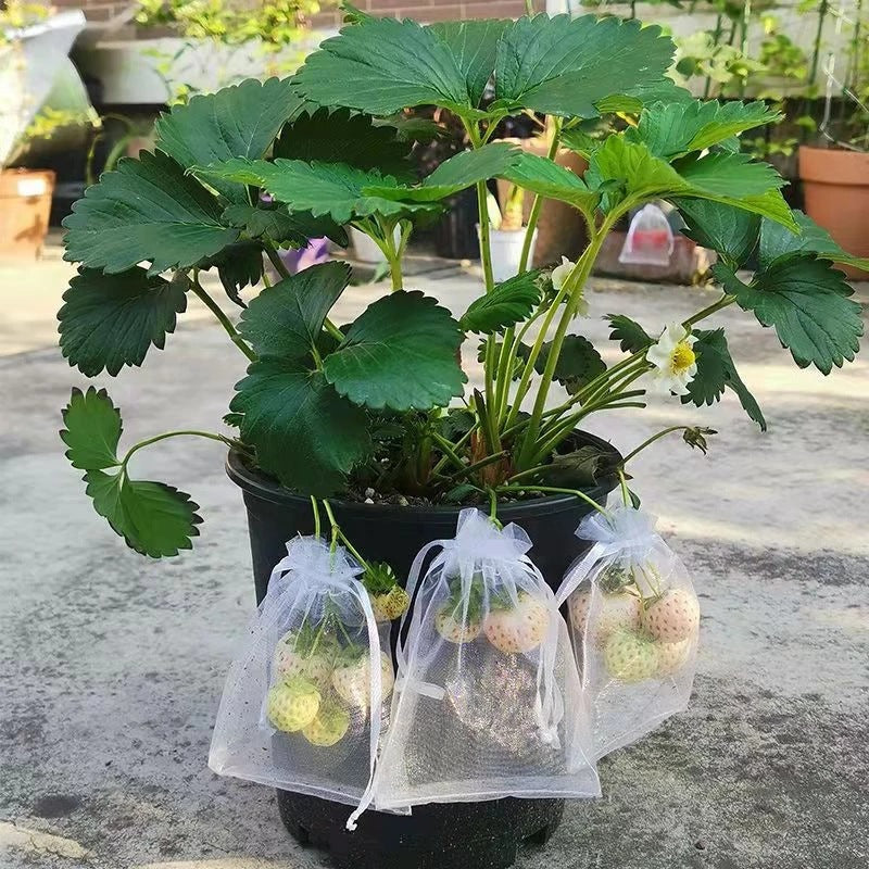 Grape Fruit Protection Mesh Bags for Pest Control by HitMyNeed