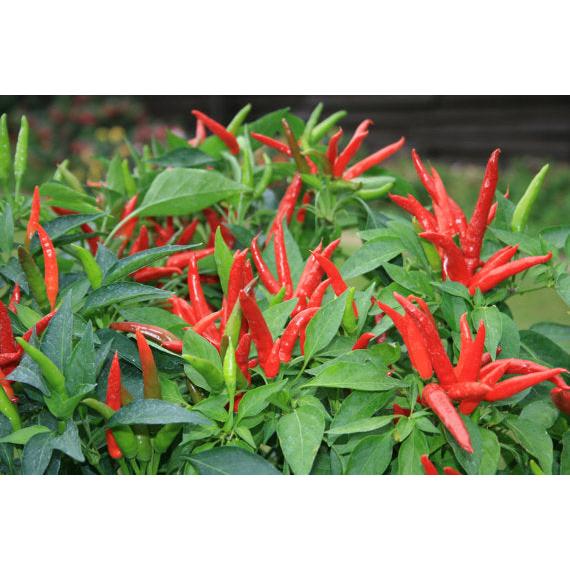 Hot Red Chilli Plant Seeds - 100 Easy-Grow Seeds by HitMyNeed