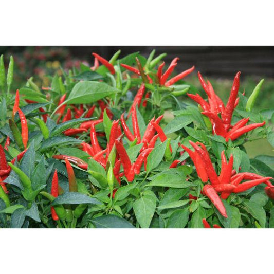 Hot Red Chilli Plant Seeds - 100 Easy-Grow Seeds by HitMyNeed