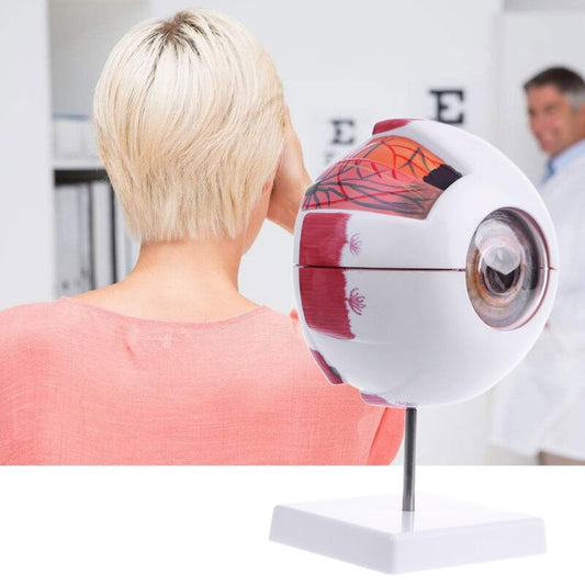 Human Anatomical Eyeball Model, 6x Enlarged by HitMyNeed
