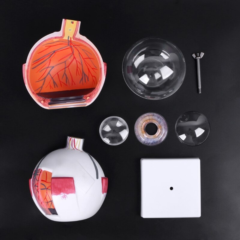 Human Anatomical Eyeball Model, 6x Enlarged by HitMyNeed