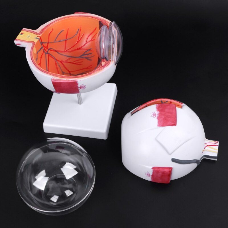 Human Anatomical Eyeball Model, 6x Enlarged by HitMyNeed