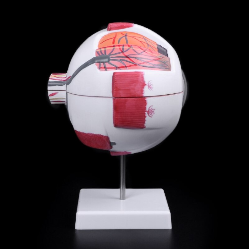 Human Anatomical Eyeball Model, 6x Enlarged by HitMyNeed