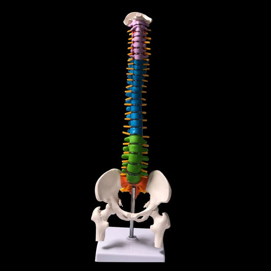 Human Spine Model 45cm with Nerves and Herniated Disc by HitMyNeed