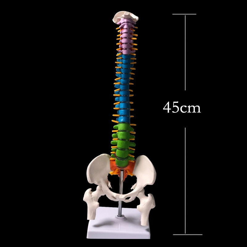 Human Spine Model 45cm with Nerves and Herniated Disc by HitMyNeed