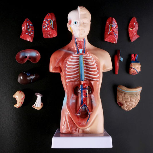 Human Torso Anatomy Model with Removable Organs by HitMyNeed