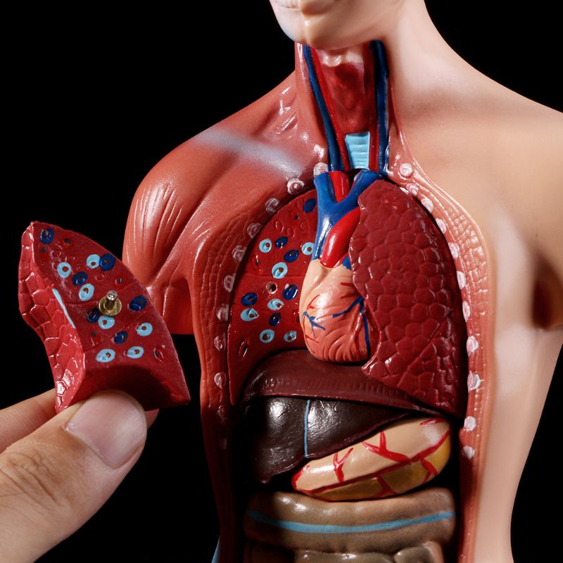 Human Torso Anatomy Model with Removable Organs by HitMyNeed