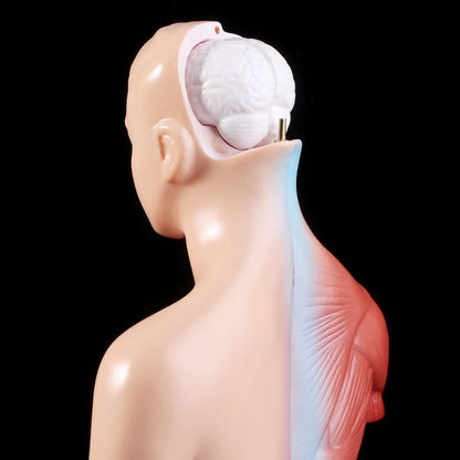 Human Torso Anatomy Model with Removable Organs by HitMyNeed