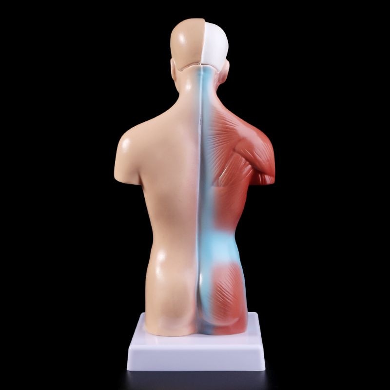 Human Torso Anatomy Model with Removable Organs by HitMyNeed