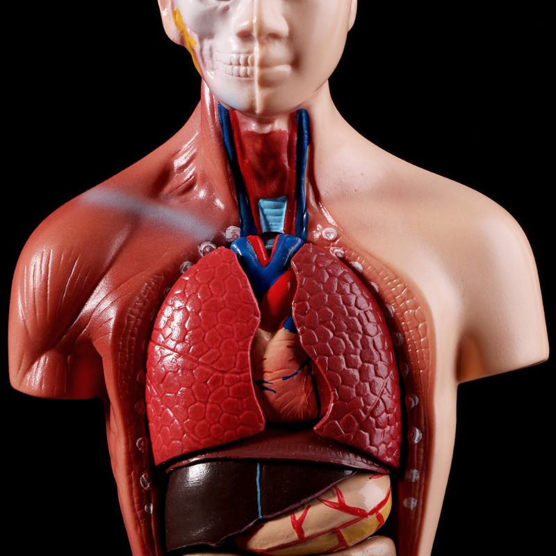Human Torso Anatomy Model with Removable Organs by HitMyNeed