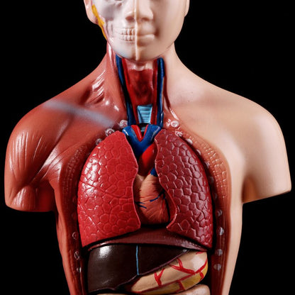 Human Torso Anatomy Model with Removable Organs by HitMyNeed