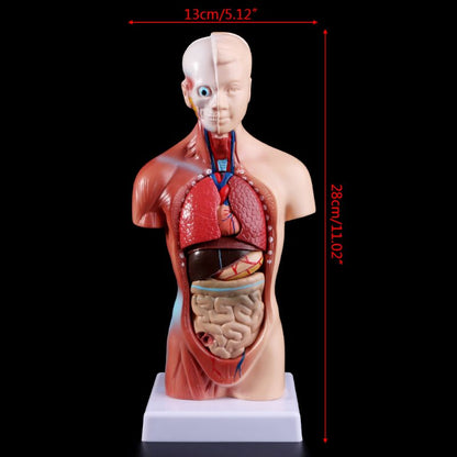 Human Torso Anatomy Model with Removable Organs by HitMyNeed
