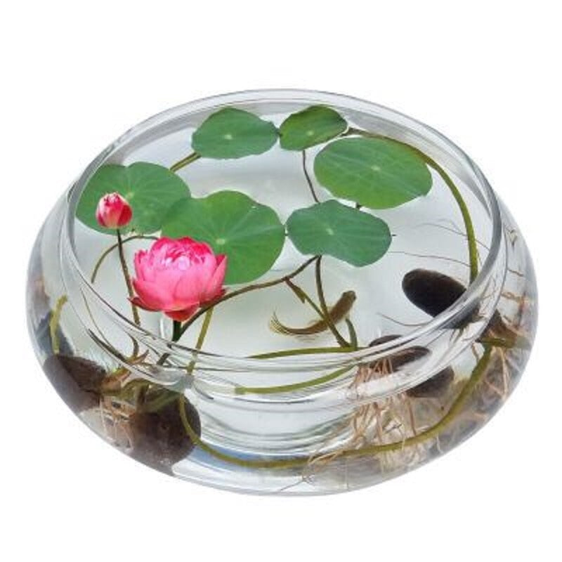 Hydroponic Aquatic Plant Seeds Set - 20 Pieces by HitMyNeed