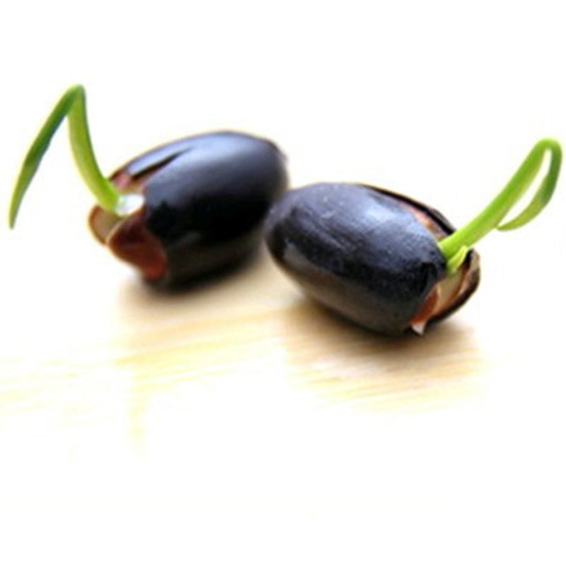 Hydroponic Aquatic Plant Seeds Set - 20 Pieces by HitMyNeed