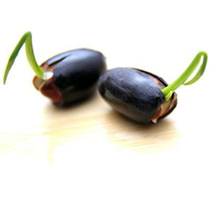 Hydroponic Aquatic Plant Seeds Set - 20 Pieces by HitMyNeed