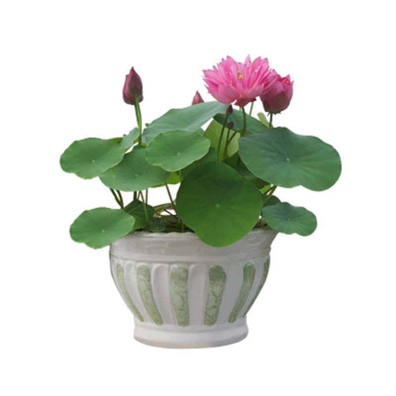 Hydroponic Aquatic Plant Seeds Set - 20 Pieces by HitMyNeed