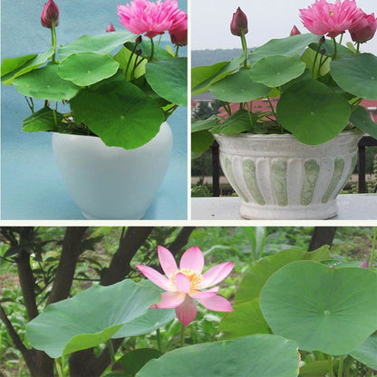 Hydroponic Aquatic Plant Seeds Set - 20 Pieces by HitMyNeed