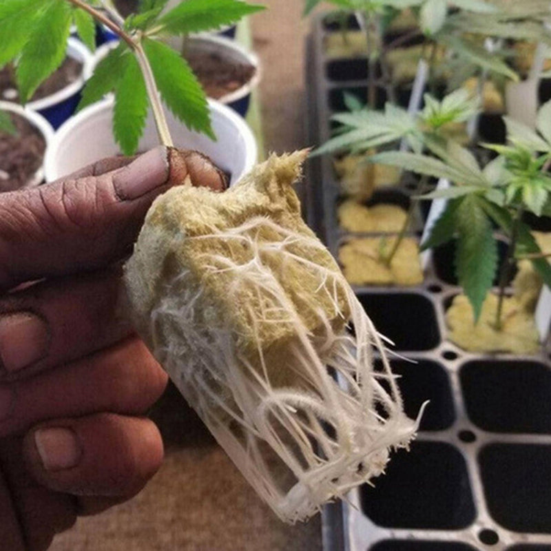 Hydroponic Stone Wool Planting Cubes (50 Pack) by HitMyNeed