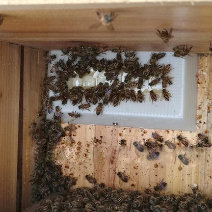 Internal Plastic Bee Feeder Trough 15 x 7.3 cm by HitMyNeed