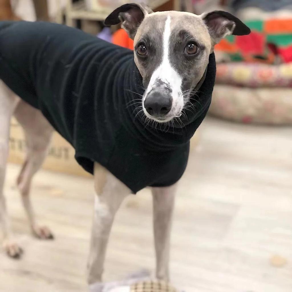 Italian Greyhound Fleece Turtleneck Sweater by HitMyNeed