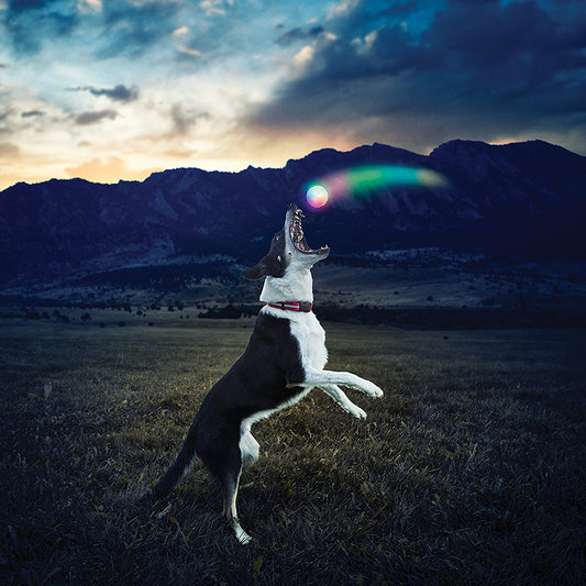 K9 LED Light Up Dog Ball 6cm by HitMyNeed