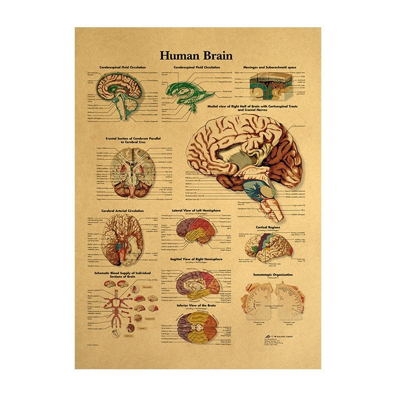 Kraft Paper Brain Anatomy Wall Poster 42 x 30 cm by HitMyNeed