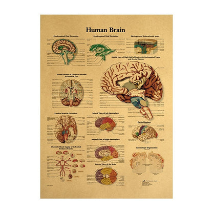 Kraft Paper Brain Anatomy Wall Poster 42 x 30 cm by HitMyNeed